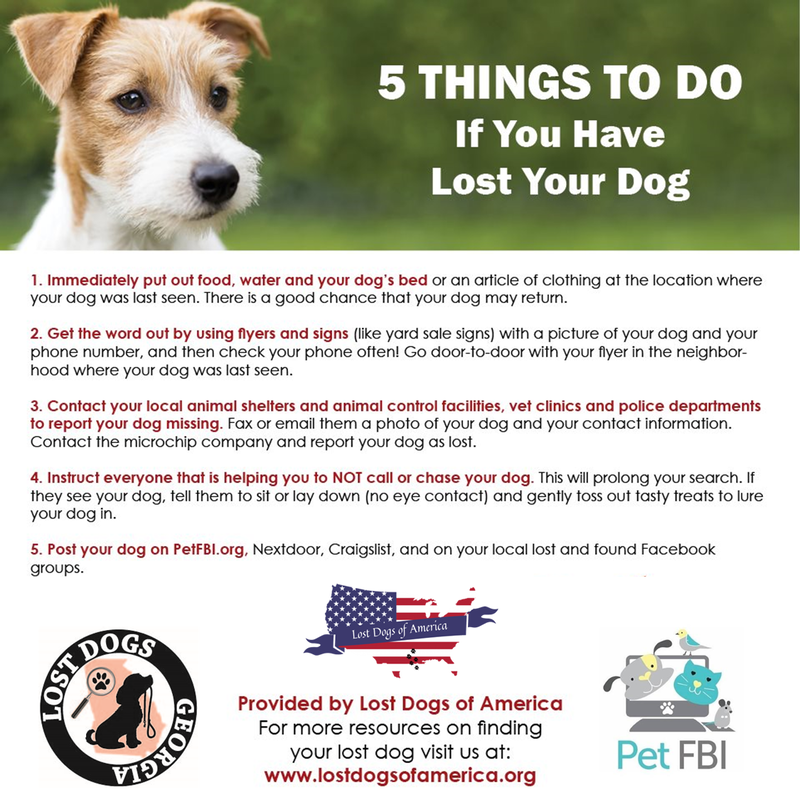 Lost Dog Search Plan - A guide to help you find your lost dog. - LOST DOGS  GEORGIA